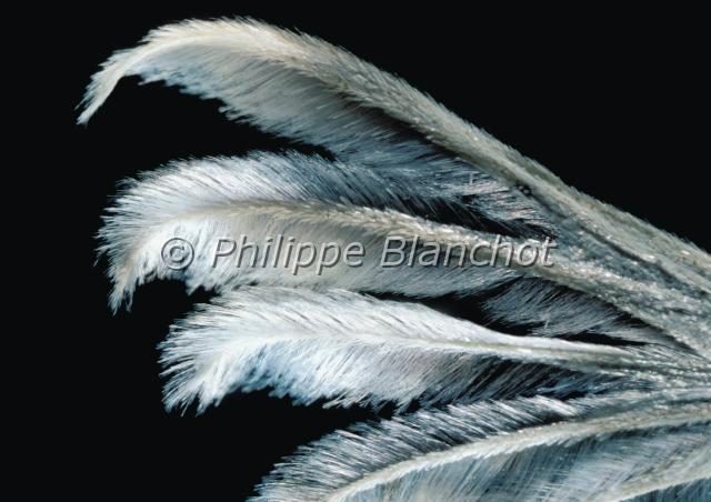 aile pterophorus.JPG - Gros plan, aile de Pterophorus pentadactylaPtérophore blancLepidoptera, PterophoridaeFrance